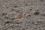 Turmfalke