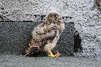 junger Turmfalke