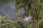 Turmfalke