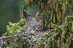 Turmfalke