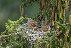 Turmfalke