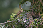 Turmfalke