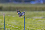 Turmfalke
