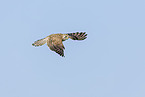 Turmfalke