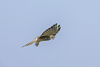 Turmfalke