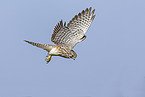 Turmfalke