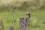 Turmfalke