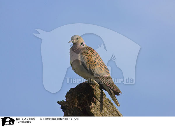 Turteltaube / turtledove / SO-01507