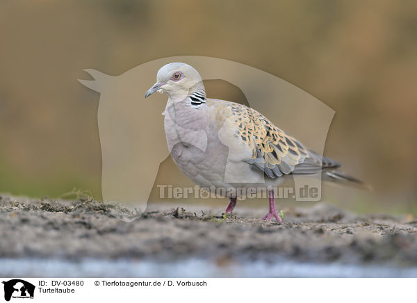 Turteltaube / DV-03480