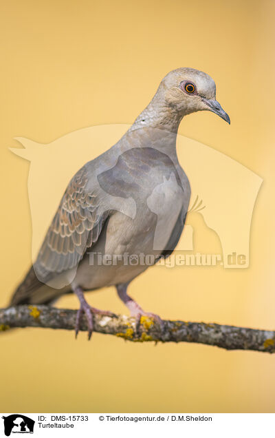 Turteltaube / turtledove / DMS-15733