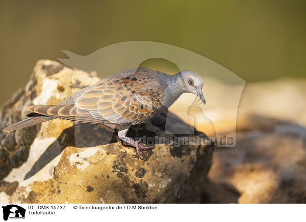 Turteltaube / turtledove / DMS-15737
