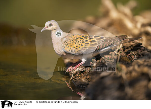 Turteltaube / turtledove / DMS-15826