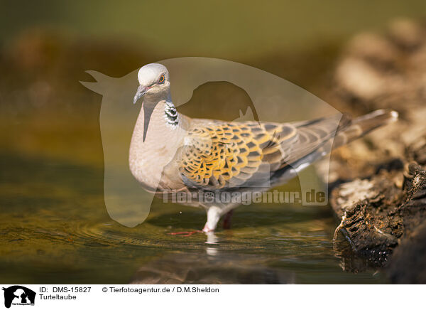 Turteltaube / turtledove / DMS-15827