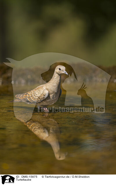 Turteltaube / turtledove / DMS-15875
