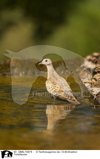 Turteltaube / turtledove / DMS-15876