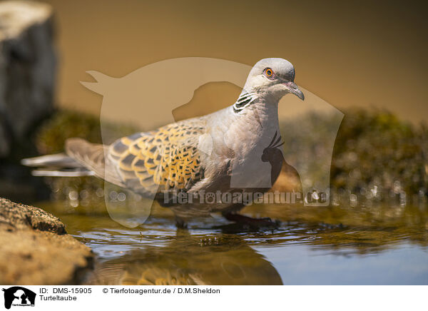 Turteltaube / turtledove / DMS-15905