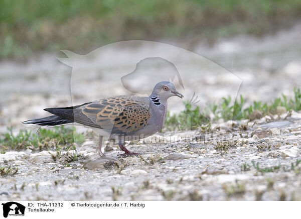 Turteltaube / THA-11312