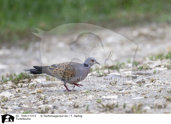 Turteltaube / THA-11313
