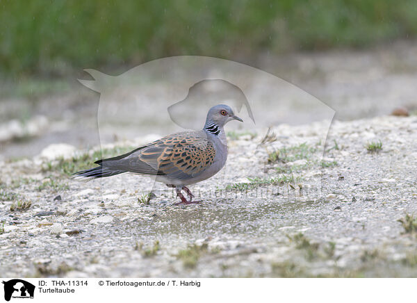 Turteltaube / THA-11314