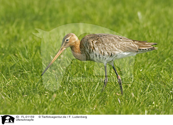 Uferschnepfe / black-tailed godwit / FL-01159
