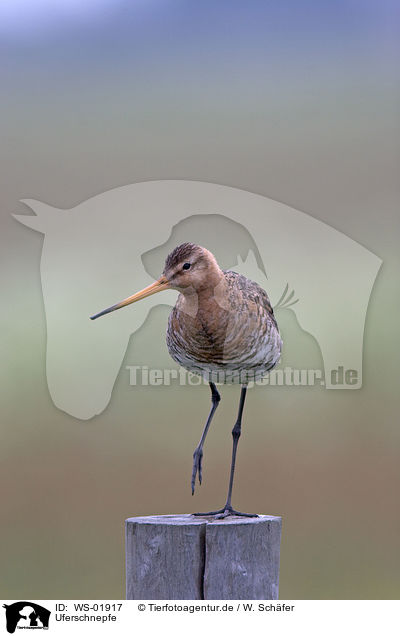 Uferschnepfe / Black-tailed godwit / WS-01917