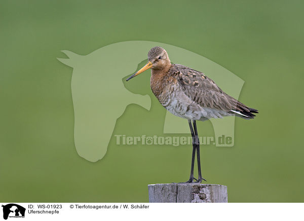 Uferschnepfe / Black-tailed godwit / WS-01923