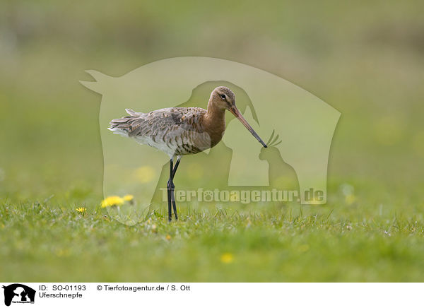 Uferschnepfe / black-tailed godwit / SO-01193