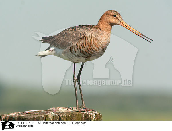 Uferschnepfe / black-tailed godwit / FL-01492