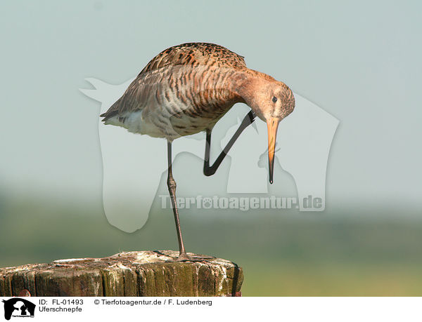Uferschnepfe / black-tailed godwit / FL-01493