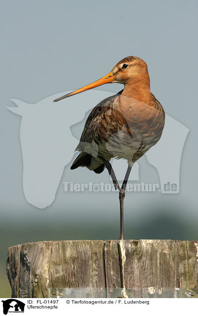 Uferschnepfe / black-tailed godwit / FL-01497