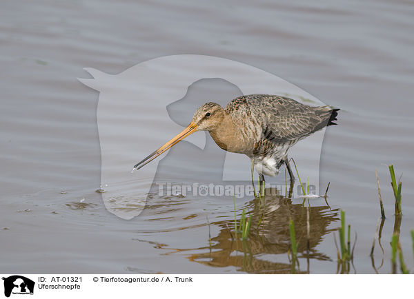 Uferschnepfe / black-tailed godwit / AT-01321