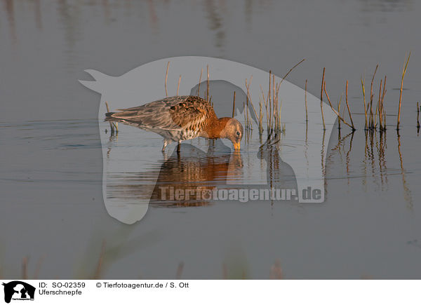 Uferschnepfe / black-tailed godwit / SO-02359