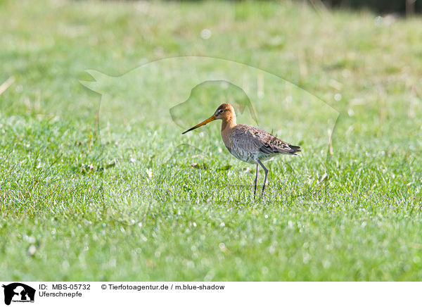 Uferschnepfe / black-tailed godwit / MBS-05732