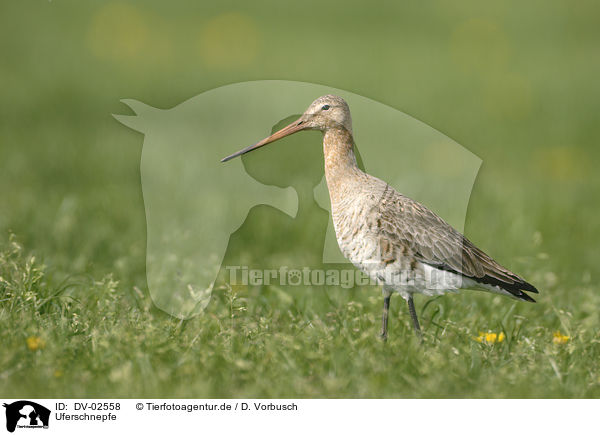 Uferschnepfe / black-tailed godwit / DV-02558