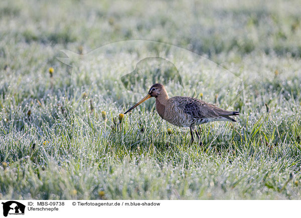 Uferschnepfe / black-tailed godwit / MBS-09738