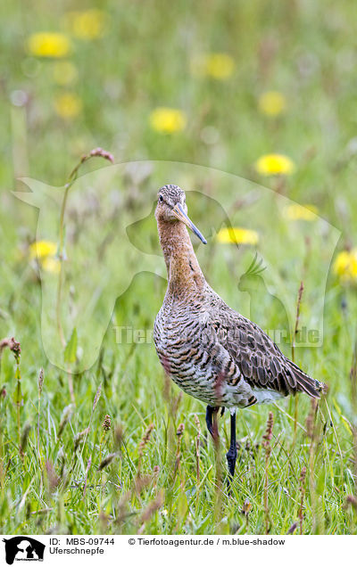 Uferschnepfe / black-tailed godwit / MBS-09744
