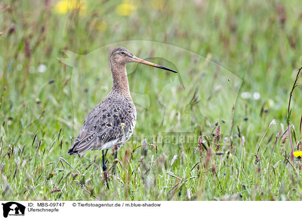 Uferschnepfe / black-tailed godwit / MBS-09747