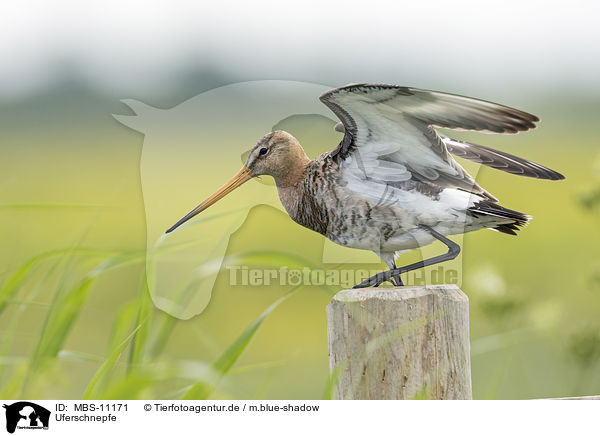 Uferschnepfe / black-tailed godwit / MBS-11171