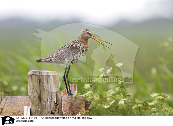 Uferschnepfe / black-tailed godwit / MBS-11176