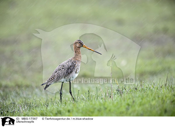Uferschnepfe / black-tailed godwit / MBS-17567