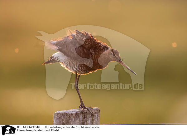 ferschnepfe steht auf Pfahl / Black-tailed godwit stands on pole / MBS-24346