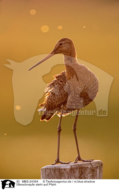 ferschnepfe steht auf Pfahl / Black-tailed godwit stands on pole / MBS-24364