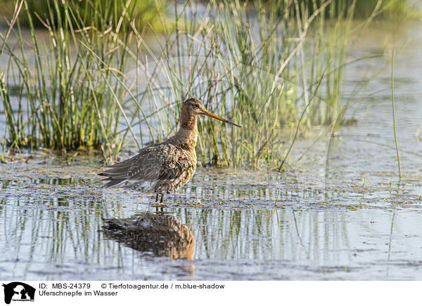 Uferschnepfe im Wasser / black-tailed godwit in the water / MBS-24379