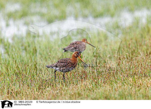 Uferschnepfen / black-tailed godwits / MBS-26329