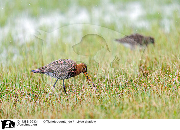 Uferschnepfen / black-tailed godwits / MBS-26331