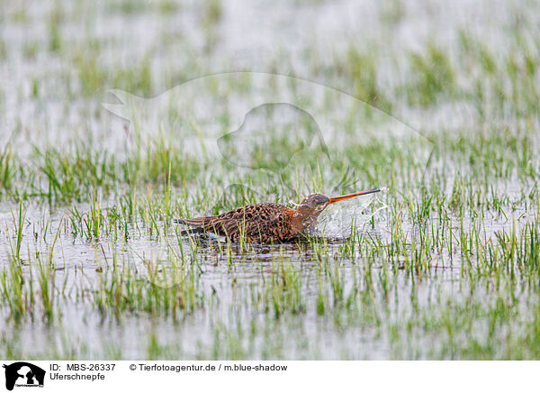 Uferschnepfe / black-tailed godwit / MBS-26337