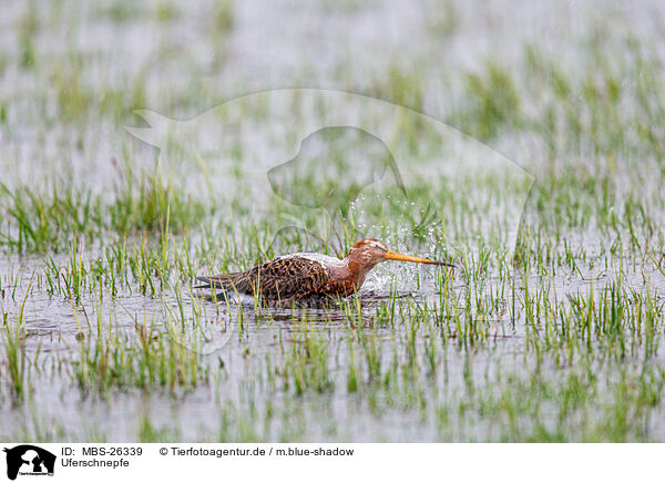 Uferschnepfe / black-tailed godwit / MBS-26339