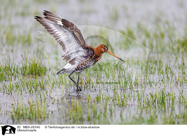 Uferschnepfe / black-tailed godwit / MBS-26340