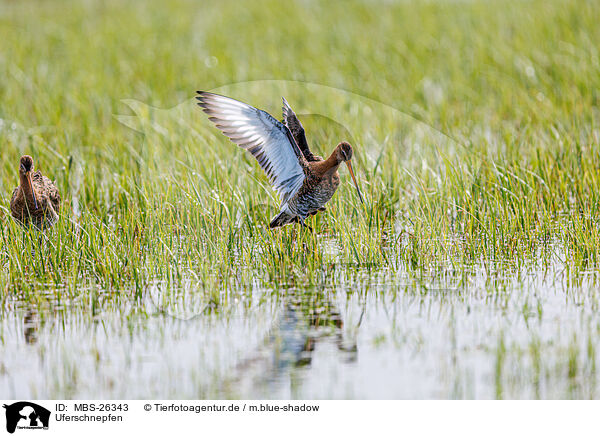 Uferschnepfen / black-tailed godwits / MBS-26343