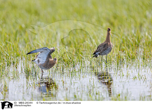 Uferschnepfen / black-tailed godwits / MBS-26344
